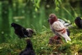 A red dove sits on a stump in a park near the lake