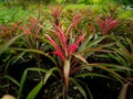 Red Dracaena Palm Growing Royalty Free Stock Photo