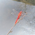 the red dragon fky landing on a tree trunk Royalty Free Stock Photo