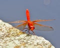 Red Dragon Fly Royalty Free Stock Photo