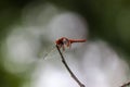 Red dragon fly