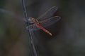 Red dragon-fly on a branch.