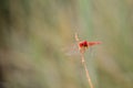 Red dragon fly on dry stick Royalty Free Stock Photo