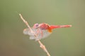 Red dragon fly on dry stick Royalty Free Stock Photo