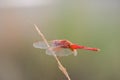 Red dragon fly on dry stick Royalty Free Stock Photo