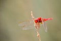 Red dragon fly on dry stick Royalty Free Stock Photo