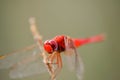 Red dragon fly on dry stick Royalty Free Stock Photo