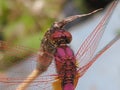 The red dragon fly hangin on the weeds