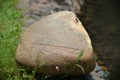 A red dragon fly relaxing on a big stone Royalty Free Stock Photo