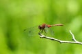 Red dragon fly on a stick. Royalty Free Stock Photo