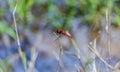 Red dragon fly