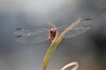 Red dragon fly sitting on a small twig and looking toward the camera Royalty Free Stock Photo