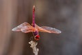 Red Dragon fly Royalty Free Stock Photo