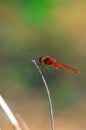 Red dragon fly on a stick in nice background. Royalty Free Stock Photo