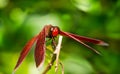 Red dragon fly (Sympetrum fonscolombii) Royalty Free Stock Photo