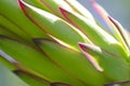 Red dragon fruit bud flower Royalty Free Stock Photo