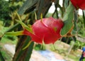 Red dragon fruit in the garden Royalty Free Stock Photo