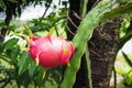 Red dragon Fruit on tree in the garden