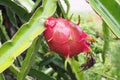Red dragon Fruit on tree in the garden Royalty Free Stock Photo