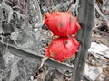 Red dragon fruits on a tree in an organic garden, with dark leaves and thorns, Royalty Free Stock Photo