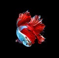 Red dragon siamese fighting fish, betta fish isolated on black b