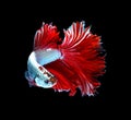 Red dragon siamese fighting fish, betta fish isolated on black b