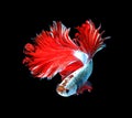 Red dragon siamese fighting fish, betta fish isolated on black b