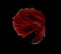 Red dragon siamese fighting fish, betta fish isolated on black b