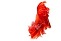 Red dragon Siamese fighting fish movement isolated on white back