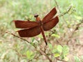 Red Dragon Neurothemis fluctuans Capung merah