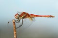 Red dragonfly