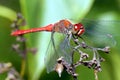 Red dragonfly. Royalty Free Stock Photo