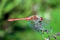 Red dragonfly. Royalty Free Stock Photo