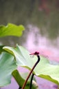 Red Dragonfly Royalty Free Stock Photo