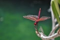 Red dragonfly Royalty Free Stock Photo