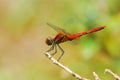 Red Dragonfly Royalty Free Stock Photo