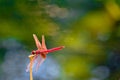 Red Dragonfly