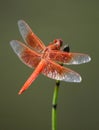 Red Dragonfly Royalty Free Stock Photo