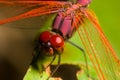 Red Dragonfly Royalty Free Stock Photo