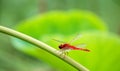 Red dragonfly Royalty Free Stock Photo