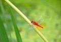 Red dragonfly Royalty Free Stock Photo