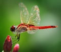 Red Dragonfly Royalty Free Stock Photo