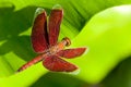 Red dragonfly Royalty Free Stock Photo