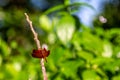 a red dragonfly is perching on a fallen tree branch Royalty Free Stock Photo