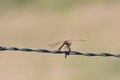 Red Dragonfly on Barbed Wire Royalty Free Stock Photo
