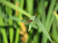 Red dragonfly on blade of grass Royalty Free Stock Photo