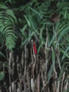 The red dragonfly blushes on the dead leaves