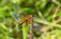 Red dragonfly on branch close-up on green background. Summer season meadow Royalty Free Stock Photo