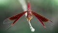 red dragonfly, wings wide open, landing on a branch. macro photography of this delicate and fragile Odonata insect