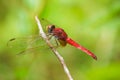 Red dragonfly on the branch